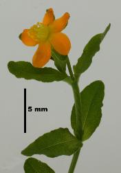 Hypericum pusillum solitary flower.
 © Landcare Research 2010 